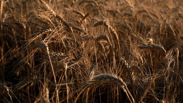 Сухая коричневая трава и переплетённые стебли крупным планом — ИЗДИДЖИТЛ